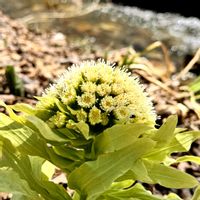 フキ,フキ,ふきのとう,ふきのとう,山野草の画像