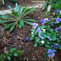 セリ,ビオラ,矢車草,花壇,ビオラ・パンジーの画像