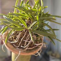 シンビジウム,シンビジウム,セッコク,フウラン,蘭、らん、ランの画像