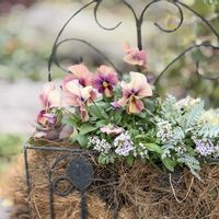 アリッサム,ビオラ,シルバーレース,ビオラ・なごみももか・しんしん,マイガーデンの画像