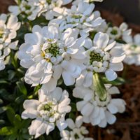 イベリス,イベリス,イベリス,サザンカ,サザンカの画像