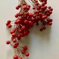 イイギリ（飯桐）の実,イイギリ（飯桐）,日本庭園,赤い実,実のなる木の画像