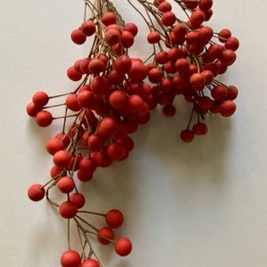 イイギリ（飯桐）の実,イイギリ（飯桐）,日本庭園,赤い実,実のなる木の画像