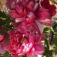 ボタン,ピンクの花,花のある暮らし,小さな幸せ♡,上野東照宮の画像