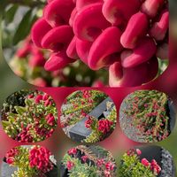 キク,グレビレア,バラ,バラ,パンジーの画像