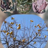 ガーベラ,カリン,パンジー,ビオラ,ビオラの画像