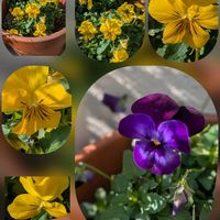 キンセンカ,シバザクラ,ビオラ,ビオラ,バンクシアの画像