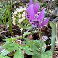 カタクリ,フキノトウ,フキ,蕗の薹(ふきのとう),カタコの画像