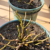 ミニバラ,ミニバラ・グリーンアイス,植え替え,ガーデニング,ネコ好きの画像