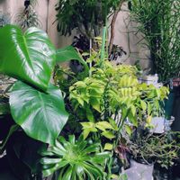 エアープランツ,モンステラ,ミルクブッシュ,カランコエ ベハレンシス 仙女の舞,ペディランサス大銀竜の画像