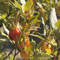 クチナシ,梔子（くちなし）,冬・OSAKA,私市植物園,大和路快足の画像
