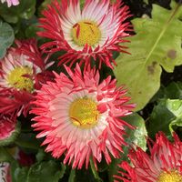 デージー,デージー,シモツケ ,シモツケ ,いいねをありがとうございます¨̮♡︎の画像