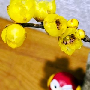 ロウバイ,切り花,いい香り,一輪挿し,生け花の画像