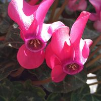 キク,キク,シクラメン,シクラメン,チェリーセージの画像