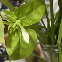 オシロイバナ,オシロイバナ,マイルーム,机の上,オシロイバナ愛好家友の会の画像