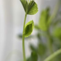 豆苗,生命力,寒さに負けない,おひさま,豆苗水栽培の画像