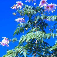 皇帝ダリア,皇帝ダリアの蕾,皇帝ダリアの茎,皇帝ダリア剪定後,お疲れ様でしたの画像