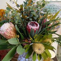 ユーカリ,プロテア,ミモザ,バンクシア,アカシア  ゴールデントップの画像