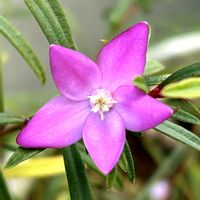 樹液,クロウエア（サザンクロス）,初詣✨,松尾大社にて,モラエア.ポリスタキアの画像