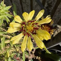 ガイラルディア,ガイラルディア,ガイラルディアガリア,ガイラルディアガリア,花のある暮らしの画像