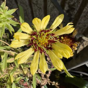 ガイラルディア,ガイラルディア,ガイラルディアガリア,ガイラルディアガリア,花のある暮らしの画像