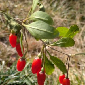 クコ,クコ,クコの実。,クコ（枸杞）,クコの種の画像