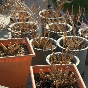 植え替え,PR,シュラブの画像