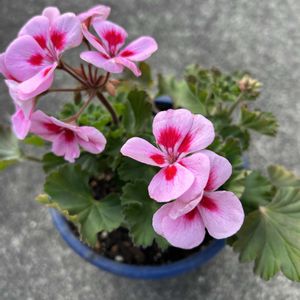 ゼラニウム,鉢植え,花が好き,無農薬❤家庭菜園,野菜が好きの画像