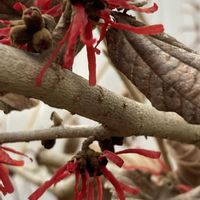 フキ,トキワマンサク,ベニバナトキワマンサク,キンギョソウ（金魚草）,待ってました！の画像