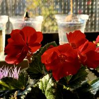 アボカド,アンスリューム,ハイビスカス 八重咲き,フォーチュンベゴニア,ヒヤシンス 水耕栽培の画像