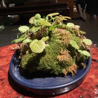 ユキノシタの画像