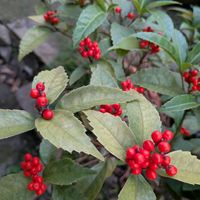 センリョウの画像