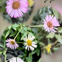 エリゲロンの画像