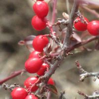 ベニシタン,シモクレン,オオカメノキの画像