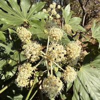 ヤツデ,ウォーキング,広瀬川,寒風の中,御嶽山自然の森公園の画像