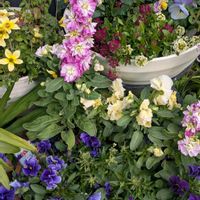 ビデンス,八重ストックの画像