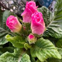 バコパ,バラ咲きジュリアン,ヘリクリサム,フキ,キッチンの画像