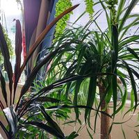 コルジリネ,コルジリネ ブラックスパイダー,コルジリネブラックスパイダーの画像