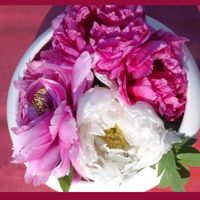 セッコク,ツバキ,牡丹,タカサゴユリ,松 まつの画像