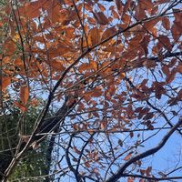 コナラ,季節を楽しむ,真っ赤な火曜日,土佐山田町鏡野公園,花ぶら散歩の画像