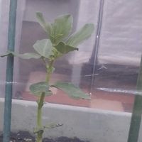 そら豆,うれしいな♪,笑顔いっぱい❤️,LUCKY&HAPPY&感謝,わ～いの画像