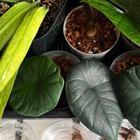 アロカシア,観葉植物,成長記録,アロイド,アロカシア 芋の画像