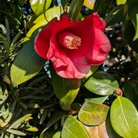 コキア,サザンカ,サザンカ,サザンカ,ツバキの画像