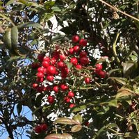 ケヤキ,ナンテン,石楠花（シャクナゲ）,シャクナゲの蕾,南天(なんてん)の画像