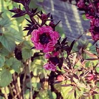 DIY,ガーデニング,手作り,庭の花,庭作りの画像