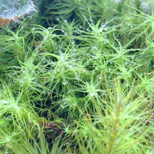 ユキノシタ,苔テラリウム,つぶやき,北海道,ありがとうの画像