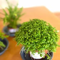 ネフロレピス,ネフロレピス ダッフィー,ネフロレピス ダッフィ,セラギネラ マルテンシイ,ネフロレピス ダフィーの画像