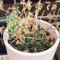 ミセバヤ,ネトル（セイヨウイラクサ）,多肉植物,ハーブ,冬芽の画像