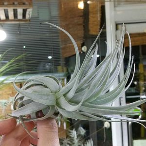 チランジア属,エアープランツ/チランジア,エアプランツ チランジア,チランジア【エアプランツ】,ティランジア属の画像