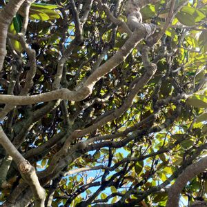 タイサンボク,お出かけ先にての画像